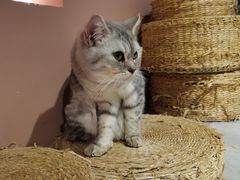 -猫儿山۰猫主题餐厅