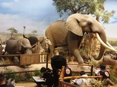 -陕西自然博物馆