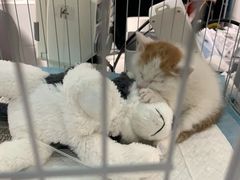 -达爱动物医院·犬猫分区·CT·复杂眼科(远洋山水分院)