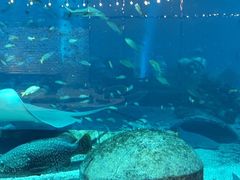 -亚特兰蒂斯•OSSIANO奥西亚诺海底餐厅