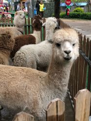 -萌宠亲子动物乐园(槐房万达店)