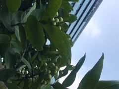 -深圳机场凯悦酒店