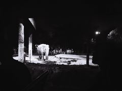 -清迈夜间动物园