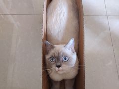 -瑞派康怡24h宠物医院·犬猫医疗中心·微创绝育(瑞景分院)