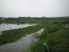 -荷塘月色湿地公园·向阳花洲