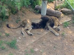 -西霞口神雕山野生动物世界