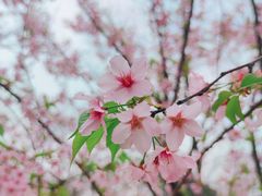 -顾村公园