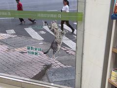 -瑞鹏·疫苗·绝育·宠物医院(广九店)