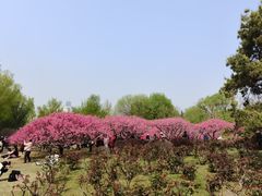 -莲花池公园