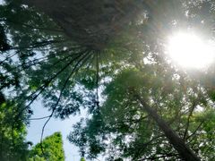 -黄海国家森林公园