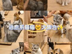 -有喵·猫咖·狗咖·30几只猫10只小狗(岗厦店)