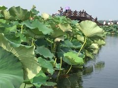 -荷塘月色湿地公园·向阳花洲