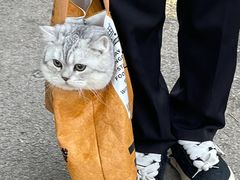 -翊宠yipet猫狗购宠庄园犬舍•猫舍