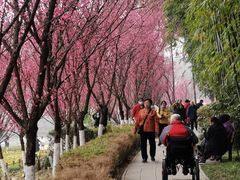 -望江楼公园