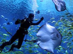 -烟台海昌鲸鲨海洋公园