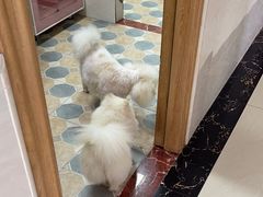 -乐琪宠物医院·犬猫专科·骨外科·急重症