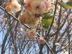 -天适樱花悠乐园