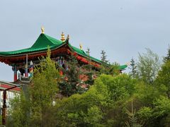 -塔尔寺菩提树