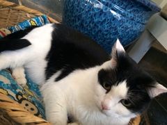 Anne猫窝咖啡屋-Anne猫窝咖啡屋