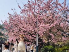 -南山植物园