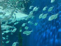 -上海海洋水族馆