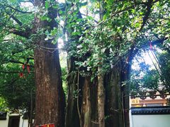 -西湖风景区十里琅珰-五云山