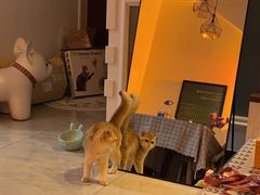 -猫大福·Fortune Cat猫舍(百子湾店)