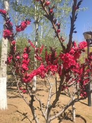 -大望京儿童游乐场