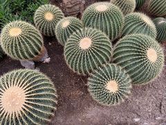 -北京植物园-展览温室