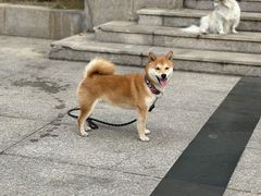 -暖阳宠物医院·犬猫康复中心·骨科