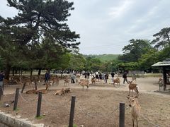 -奈良公园