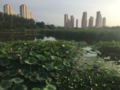 -前关湿地公园