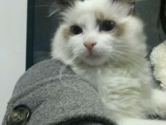-喵的天空名猫咖啡馆·撸猫·猫舍·用品