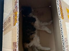 -特一安24小时宠物医院·骨科·中兽医