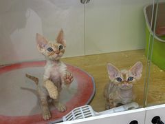 -青奢宠物·青奢猫舍