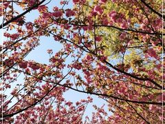 -高东镇樱花园