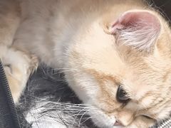 -纳吉亚猫专科动物诊疗中心(蒋宅口分院)