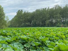 -合肥滨湖国家森林公园