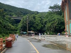 -西双版纳原始森林公园