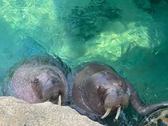 -珠海长隆海洋王国