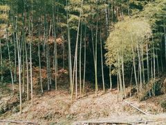 -花溪风景区