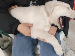 -瑞鹏瑞爱宠物医院·全科·猫科·血液透析中心(龙头寺店)