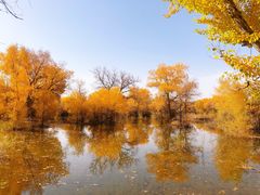-金塔沙漠胡杨林景区