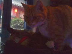 -Sirena海妖日咖夜酒