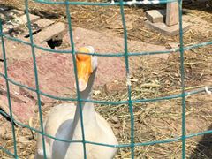 -老袁家蜜桃农场·阳山水蜜桃