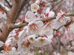 -新虹桥中心花园