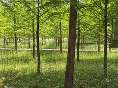 -黄海国家森林公园