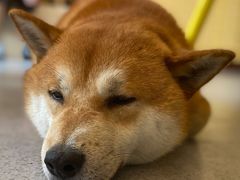 -喜柴咖啡·柴犬狗咖