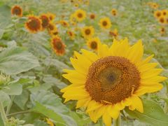 -中国天府农业博览园