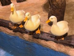 -正佳雨林生态植物园